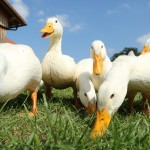 Animals