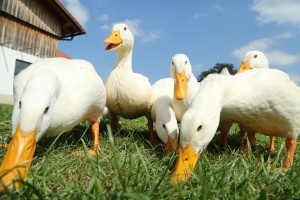 Animals